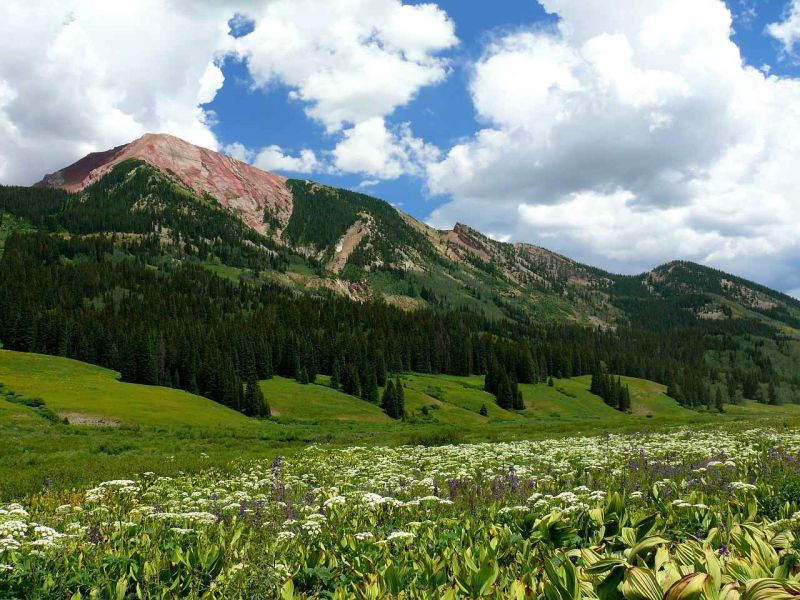 Full-226-Mountain-with-Wildflowers.jpg